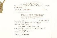 蔓黃菀藏品圖，第2張