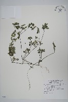 爵床藏品圖，第1張