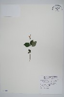針刺草藏品圖，第1張