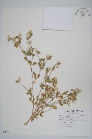 假千日紅藏品圖，第1張