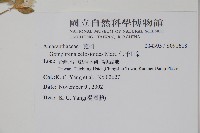 假千日紅藏品圖，第2張