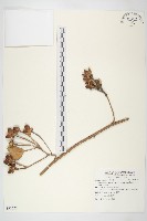 馬鞍藤藏品圖，第1張