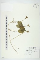 紅花野牽牛藏品圖，第1張