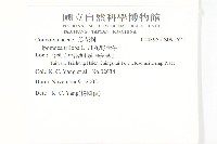 紅花野牽牛藏品圖，第2張