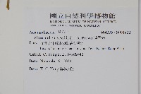 蓮子草藏品圖，第2張