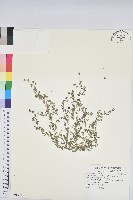 小葉大戟藏品圖，第1張