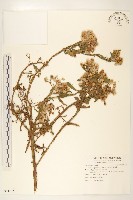 翼莖闊苞菊藏品圖，第1張