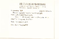 翼莖闊苞菊藏品圖，第2張