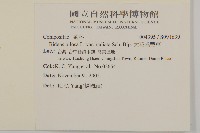 大花咸豐草藏品圖，第2張