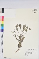 紅仔珠藏品圖，第1張