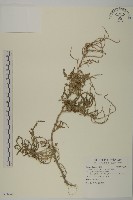 裸花鹼蓬藏品圖，第1張