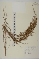 茵蔯蒿藏品圖，第1張