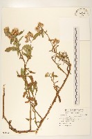 翼莖闊苞菊藏品圖，第1張