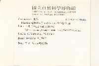 翼莖闊苞菊藏品圖，第2張