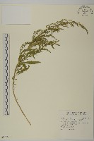 臭杏、土荊芥藏品圖，第1張