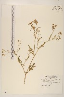 銀膠菊藏品圖，第1張