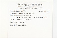 白花牽牛藏品圖，第2張