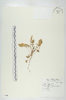 獨行菜藏品圖，第1張