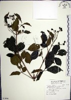 山埔姜藏品圖，第1張