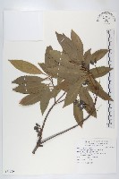 杜英、山杜英、蘭嶼杜英藏品圖，第1張