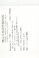 杜英、山杜英、蘭嶼杜英藏品圖，第2張