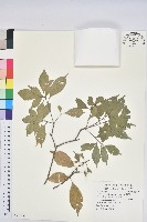 油葉石櫟藏品圖，第1張