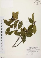 臺灣石楠藏品圖，第1張