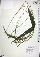 棕葉狗尾草藏品圖，第1張