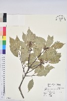 青剛櫟、鐵椆藏品圖，第1張