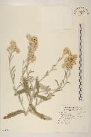 紅面番藏品圖，第1張