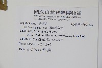 早田氏冬青藏品圖，第2張