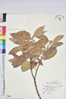 絨毛金斗椆藏品圖，第1張