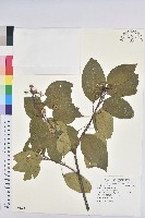 白臼藏品圖，第1張