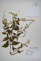 牛膝藏品圖，第1張