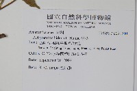 牛膝藏品圖，第5張