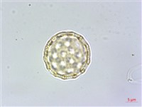 牛膝藏品圖，第2張