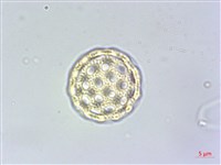 牛膝藏品圖，第3張