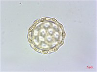 牛膝藏品圖，第4張