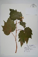 裂葉秋海棠藏品圖，第1張