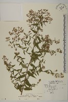 臺灣馬蘭藏品圖，第1張