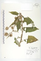 臺灣青木香藏品圖，第1張