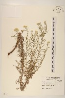 秋鼠麴草藏品圖，第1張