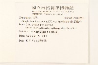 秋鼠麴草藏品圖，第2張