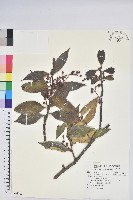 珍珠花、長尾葉越橘藏品圖，第1張