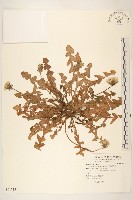 西洋蒲公英藏品圖，第1張