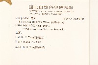 西洋蒲公英藏品圖，第2張