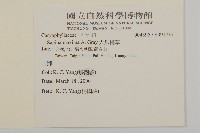 大瓜槌草藏品圖，第2張