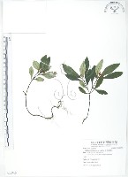 小花蛇根草藏品圖，第1張