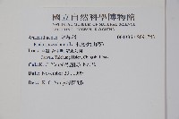 木蠟樹、山漆藏品圖，第2張