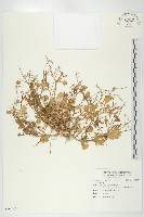 登錄號:S091747藏品圖，第1張